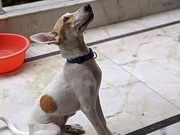 HELP HIM FLY THE ROAD TO HIS FOREVER HOME IN NEW JERSEY!