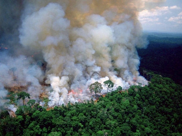 Help the amazon rainforest fire