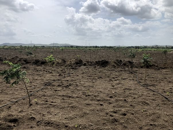 Help Me Reforest To Help Nature!