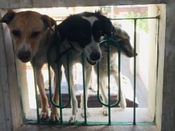 Help her to fly home with her 3 baby