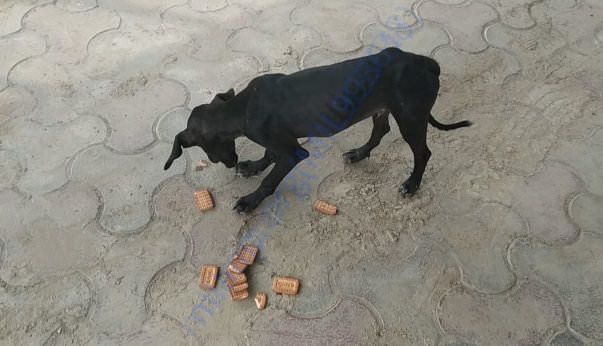 Lucky at the time of rescue.
