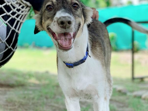 Help us in paying boarding fees for simba untill he finds a home