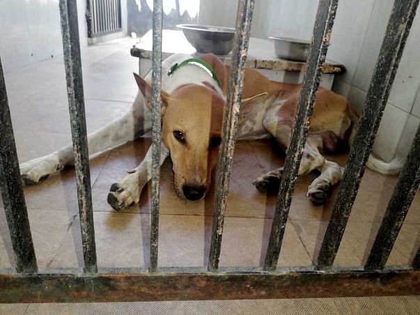 Save Taro and Cheetah