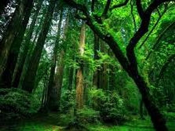 Save World Plant Trees