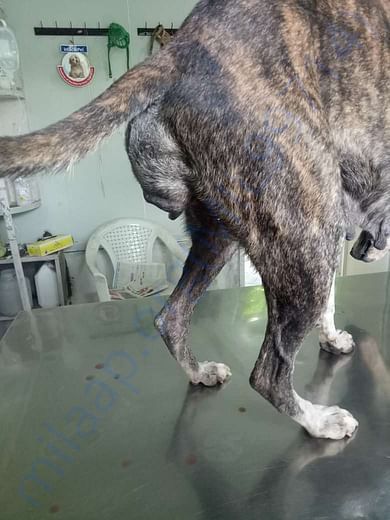 Picture of Tumour