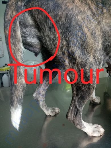 Picture of Tumour