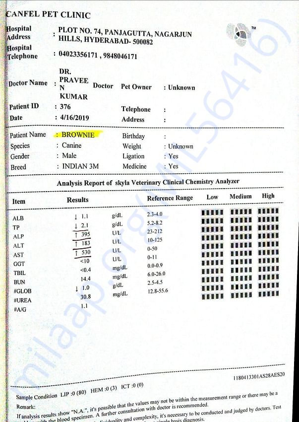 Blood Test Reports of Brownie