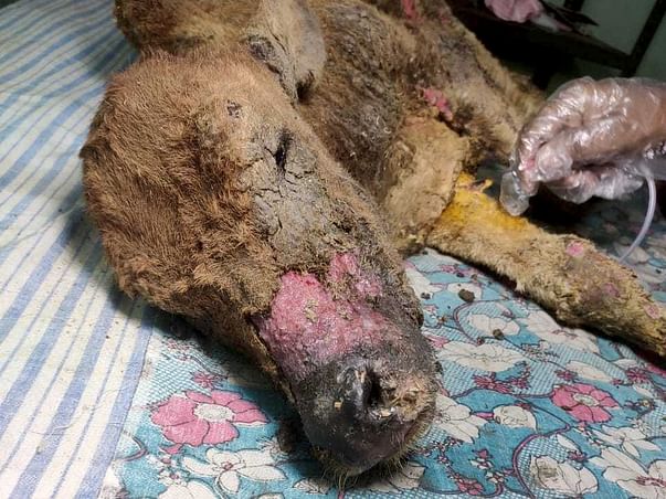 HELP ME TO SAVE A NEW BORN CALF "BHOLA"