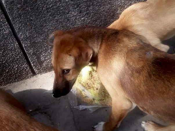 Help me in feeding animals