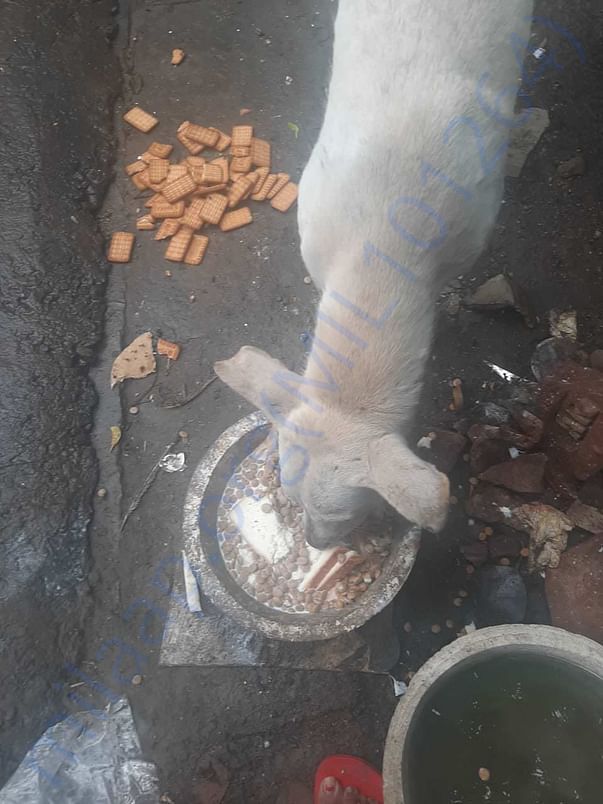 Feeding dogs help me serving dogs