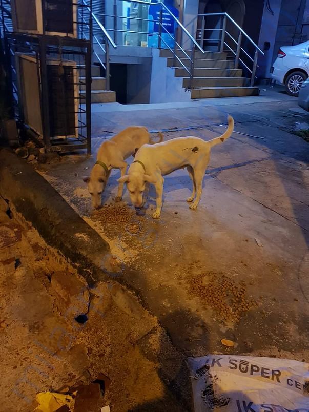 Feed a stray everday