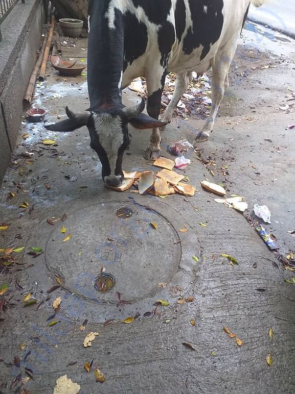Feeding cows