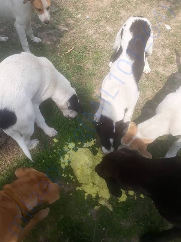Feeding stray dogs
