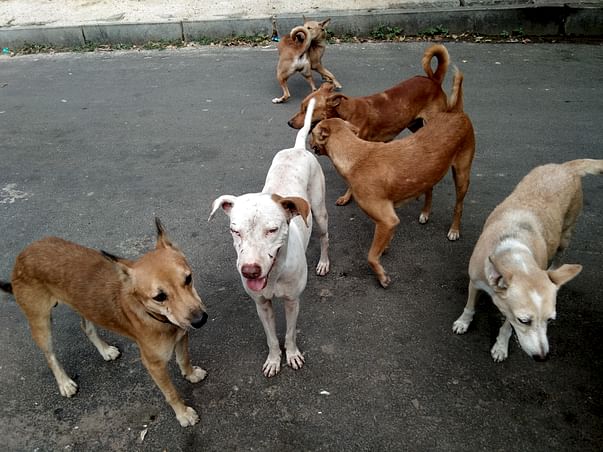 Help Feed and neuter/spay stray dogs in Anna Nagar,Chennai.