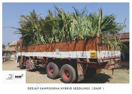 Donated 980 High Quality Seedlings to 98 poor farmers