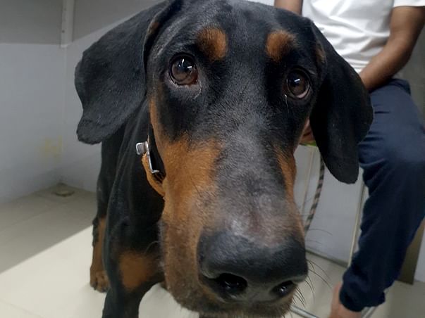 We need help with saving CHIEF'S life