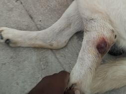 HELP LABRADOR DOG TO WALK..