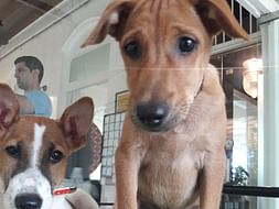 Help "Water" & "Coco" fly to their forever homes