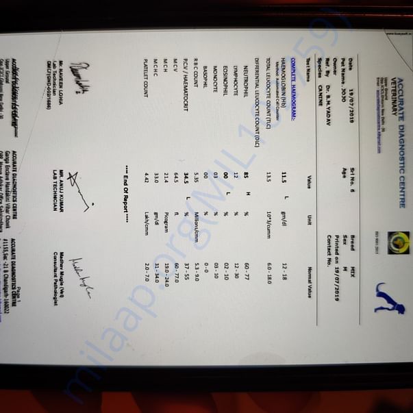 Medical Report