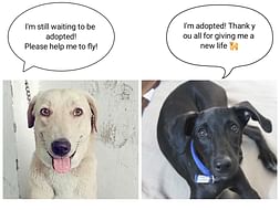 Help Ronnie & Lucky To Fly!