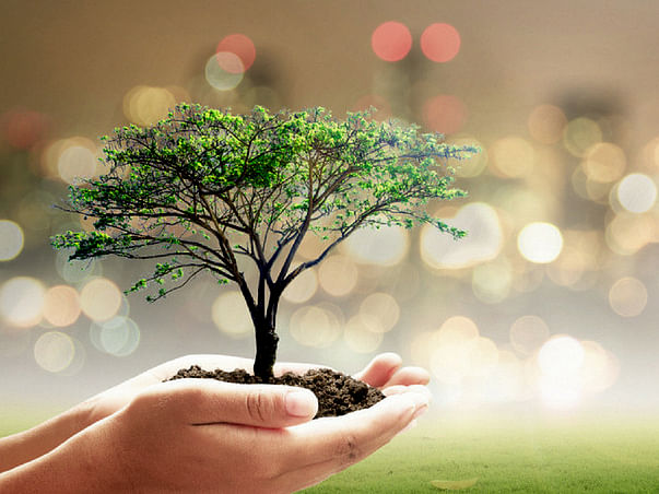 Gift A Tree To Your City