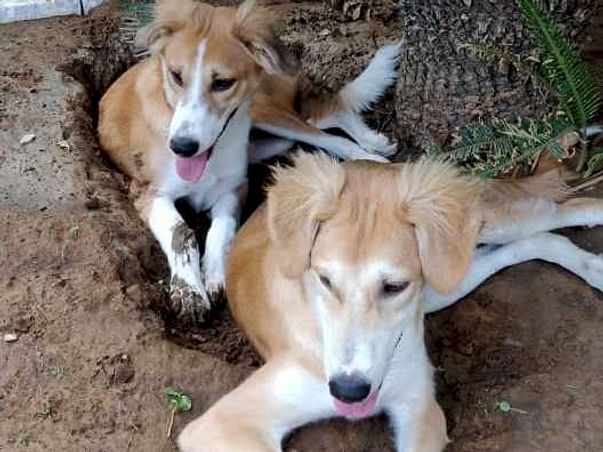 Help Bhombol & Gangurani Find Home In USA
