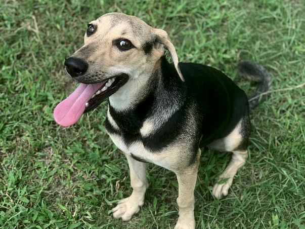 Help Tina Fly To Her Forever Home