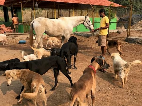 Help 370+ Animals & Birds at this Animal Shelter