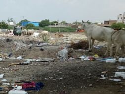 Help Animals Care In Balotra