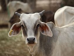 Without your help, the animals in Banaskantha, Gujarat area will die !