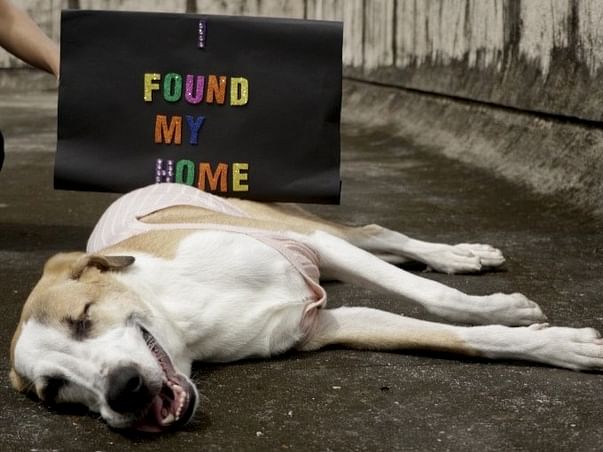 Help Bonnie reach her forever home in the US!