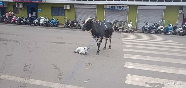 Stray of india