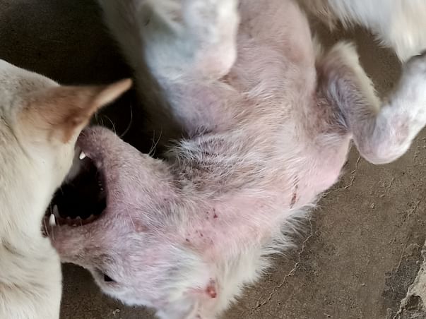 Help stray dogs get a home
