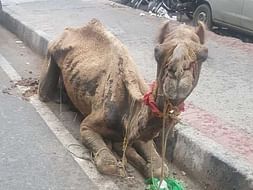 This Camel Needs Your Help!