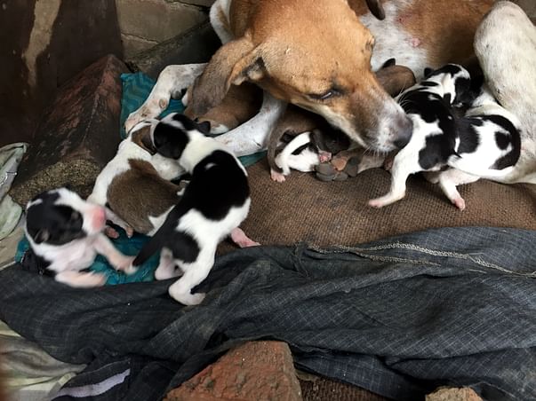 Help Dogs Live Healthy
