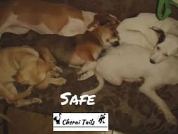 Help Cherai tails get these Puppies a New Home