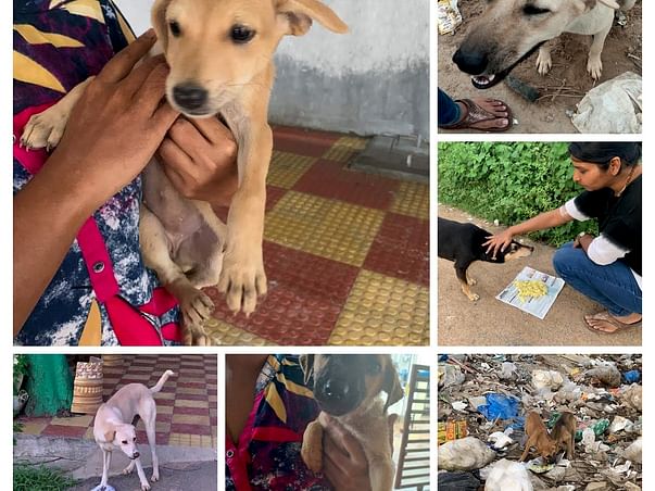 Rabies Free Community Dogs