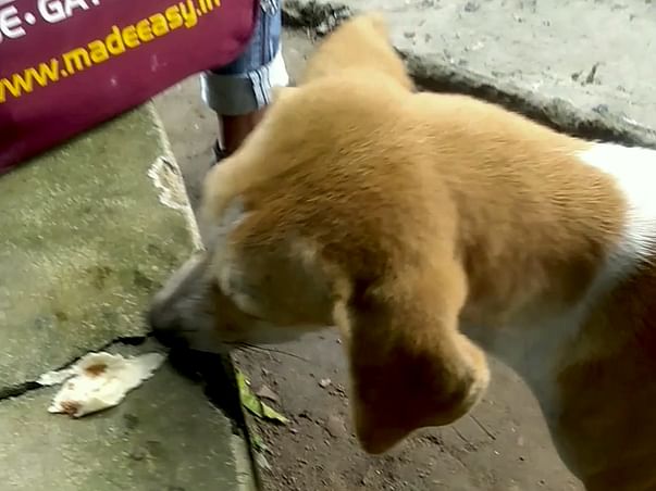 Help Street Dogs Survive Starvation!