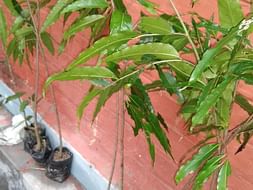 Make Green,Save Future