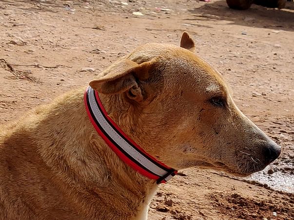 Help Varun in saving dogs.