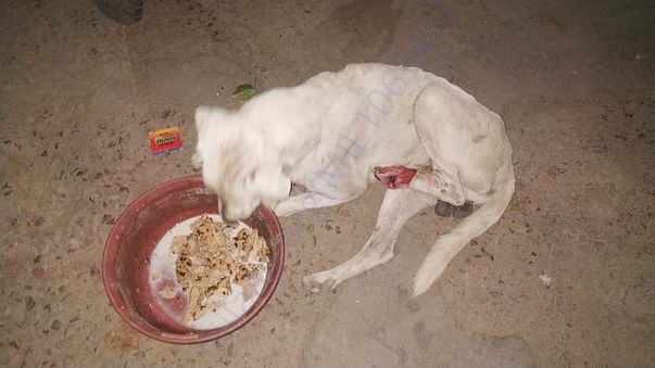 Accident case on spot treatment and daily feeding
