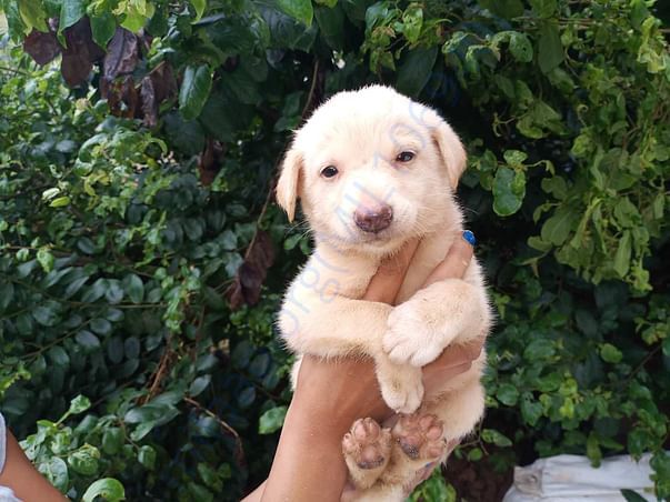 Jojo for adoption