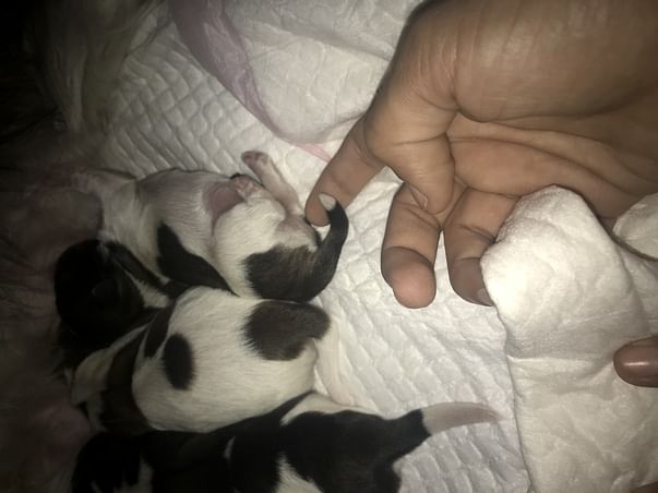 Gift A New Life To Puppies