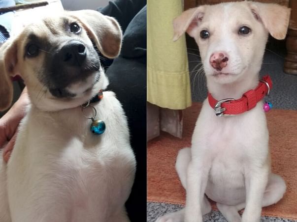 Help Lucy and Brownie Fly!