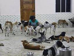 Help Sunitha Save and Feed Her Rescued Animals