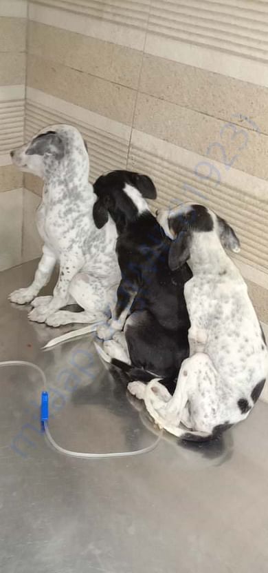 parvo+jaundice+ anaemia puppies