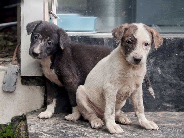 Treatment of Street Animals in Thane and Mulund