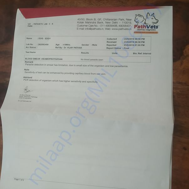 Medical Report