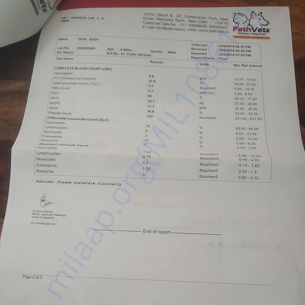 Medical Report