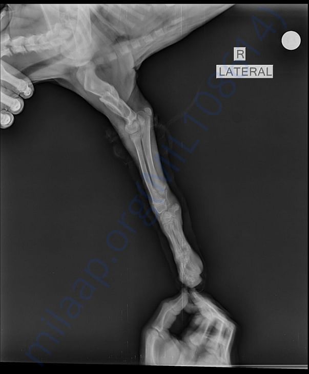 X-Ray